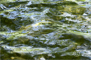 Water_7N8086_L | Rica Belna Artwork