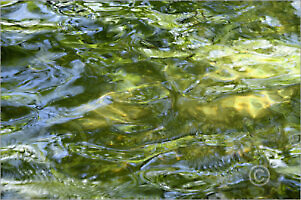 Water_7N8100_L | Rica Belna Artwork