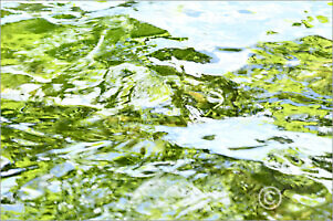 Water_7N8165_L | Rica Belna Artwork